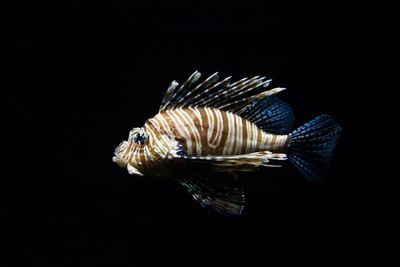Blowfish.