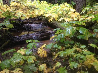 A small stream on the trail to Rainbow Mountain in Whistler, British Columbia.